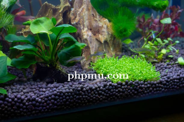 Tips Menjaga Kesuburan Media Tanam Tanaman Akuarium Lebih Lama